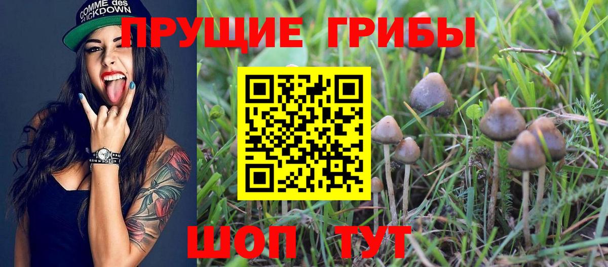 Псилоцибиновые грибы GOLDEN TEACHER Асино